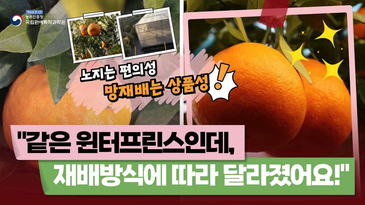 우리 감귤🍊 ‘윈터프린스’ 노지 재배 vs 망 재배 비교