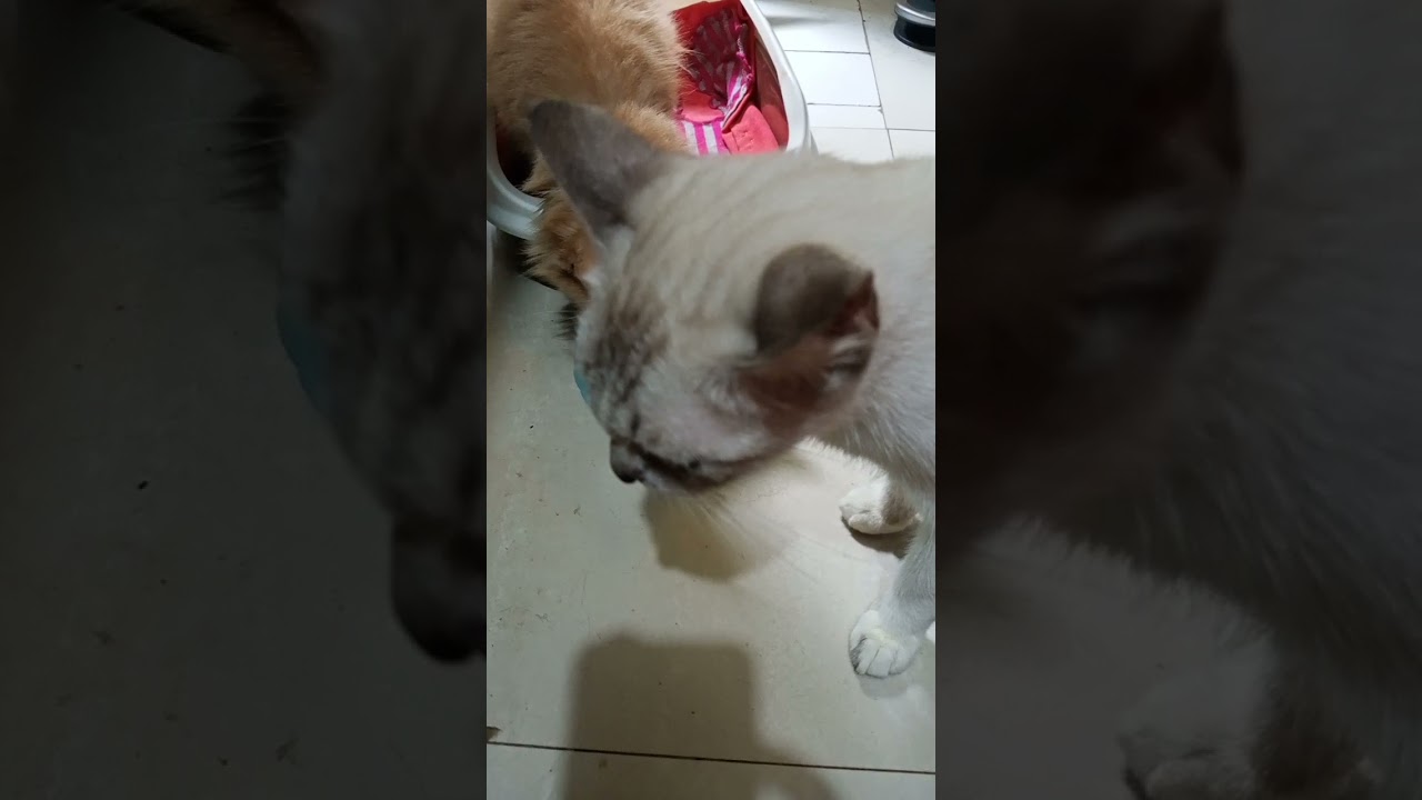 kumain sila sweetbelle at kit kat at hinihila ni shield si sweetbelle