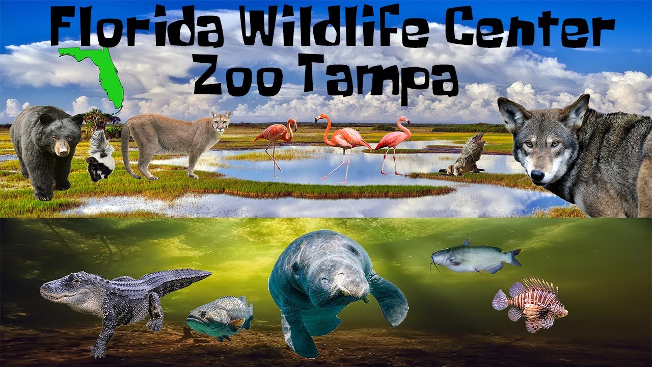 Uncaged Zoo Tours: Florida Wildlife Center| ZooTampa ft. Manatees 