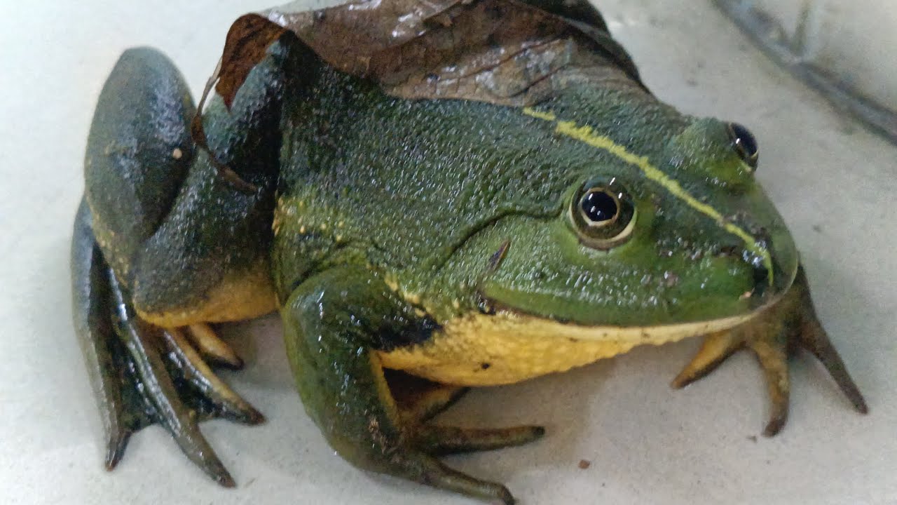 বিরক্ত করে ছাড়লো ⛈️ #live