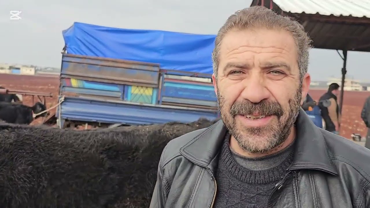 سوق البقر اليوم في معرةمصرين بقر حليب سعر اللحم بتاريخ،1/16لتواصل معنا 352681111182+