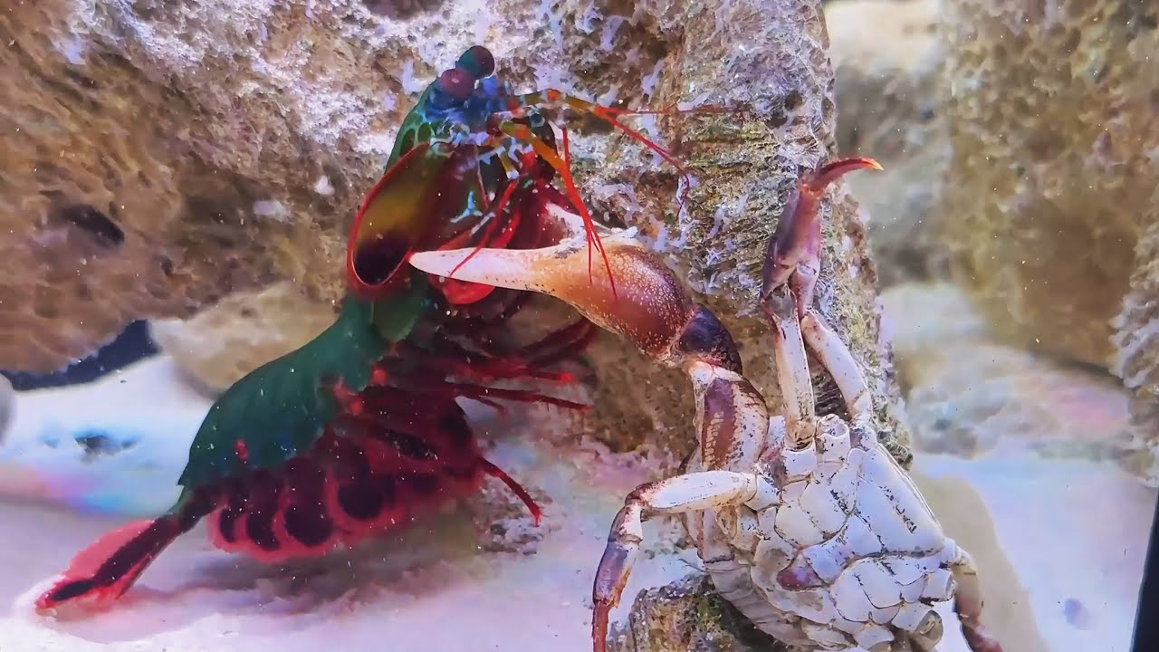 The Crab Fighter Returns with the Mantis Shrimp