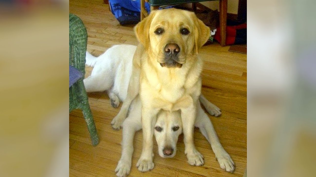 LAUGH NOW with the funniest ANIMALS EVER!