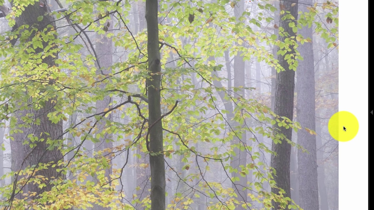 The Importance of the Background Colour in Lightroom