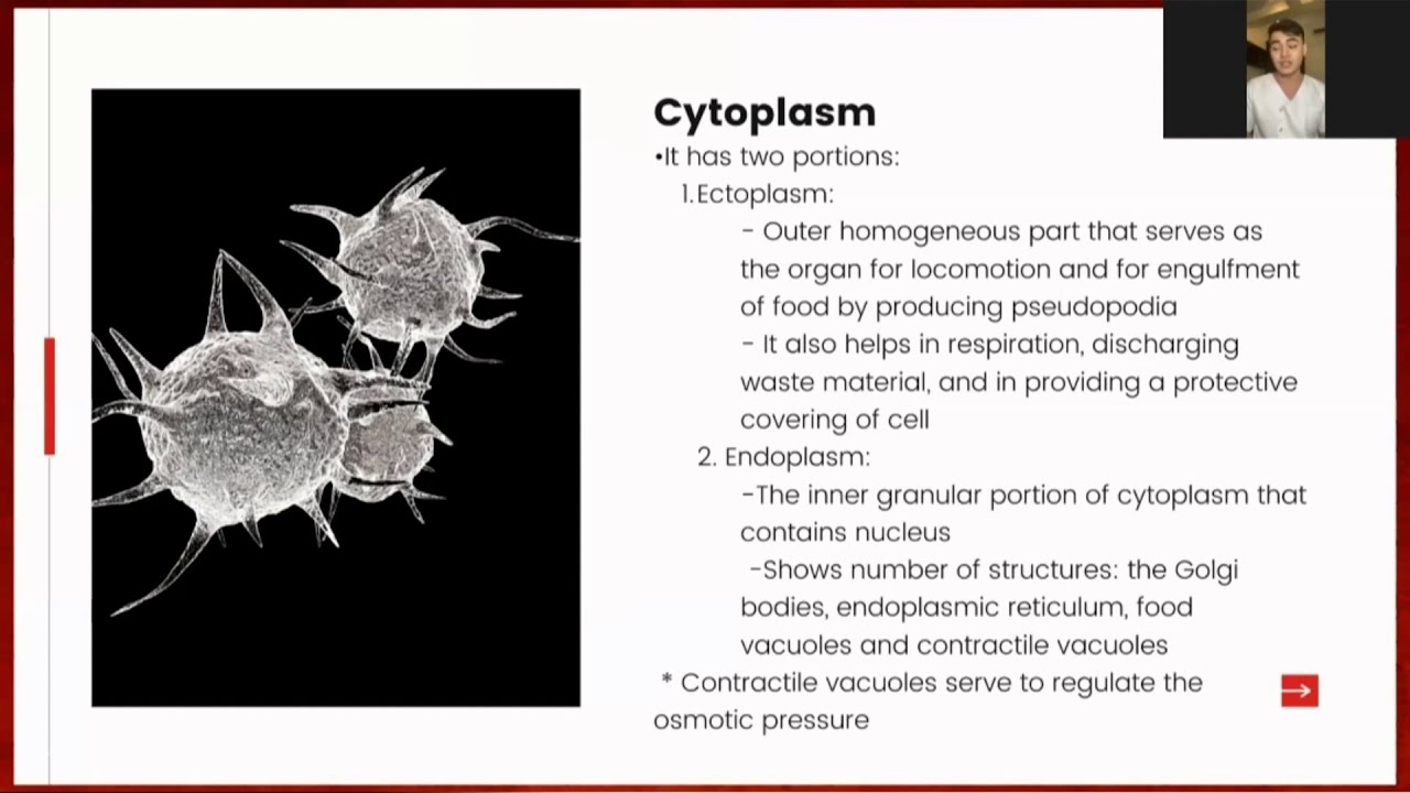 Medical Students Explained: Protozoa