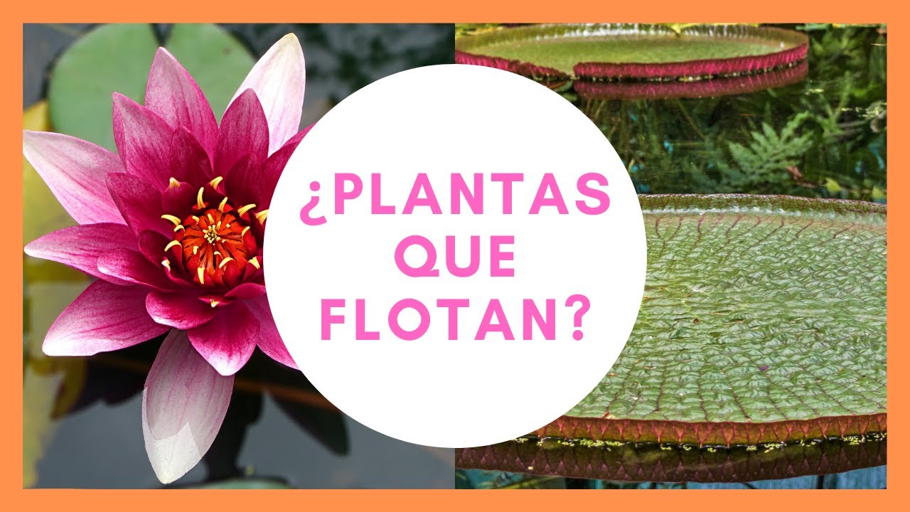 Plantas Acuaticas Flotantes 🌷🌸 Lechuga y Jacinto de Agua 💦