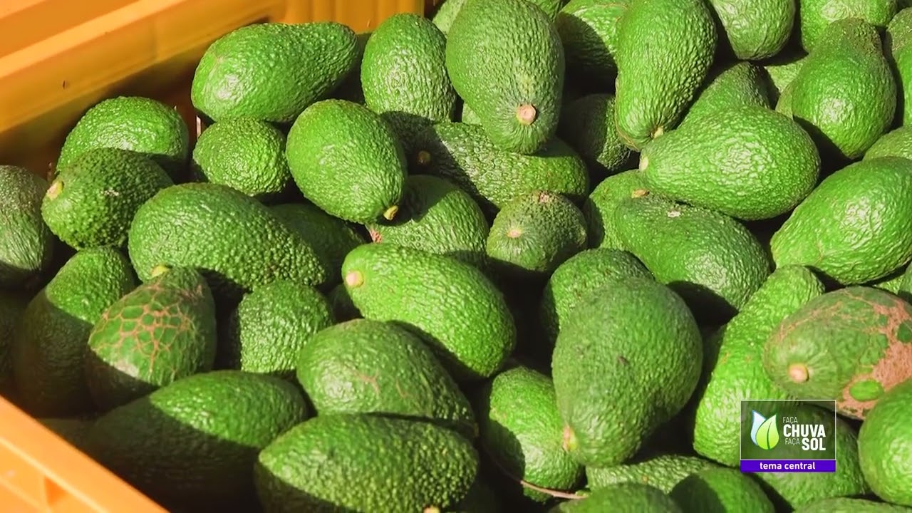 Do Abacateiro para as nossas mesas
