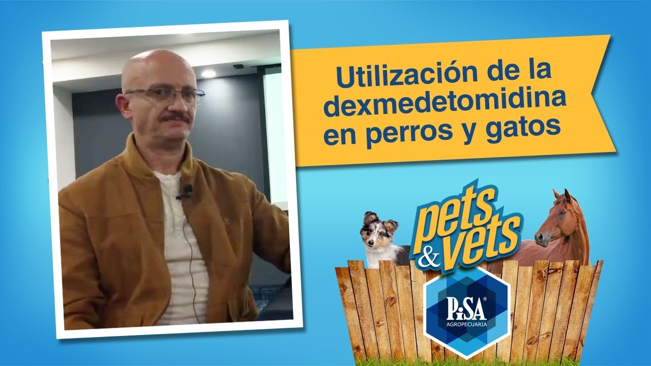 Utilización de la Dexmedetomidina en Perros y Gatos con José Antonio Ibancovichi