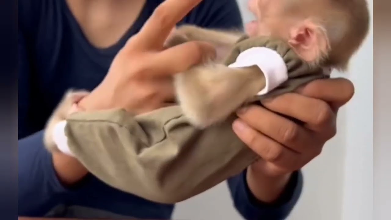 my God Donut jumping crying so angry cuz hungry #cat #funnyanimals #dance #duet 