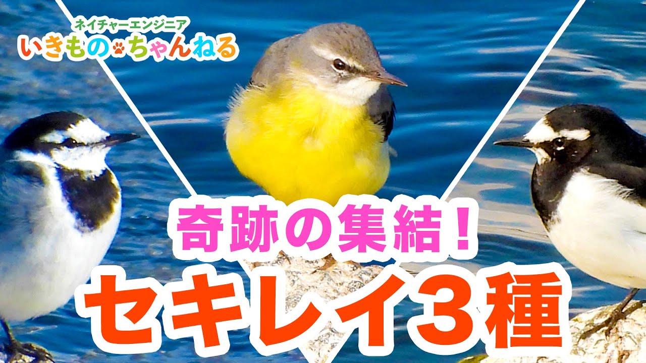キセキレイ・ハクセキレイ・セグロセキレイが一同に集結！尾羽フリフリ行動がかわいすぎる