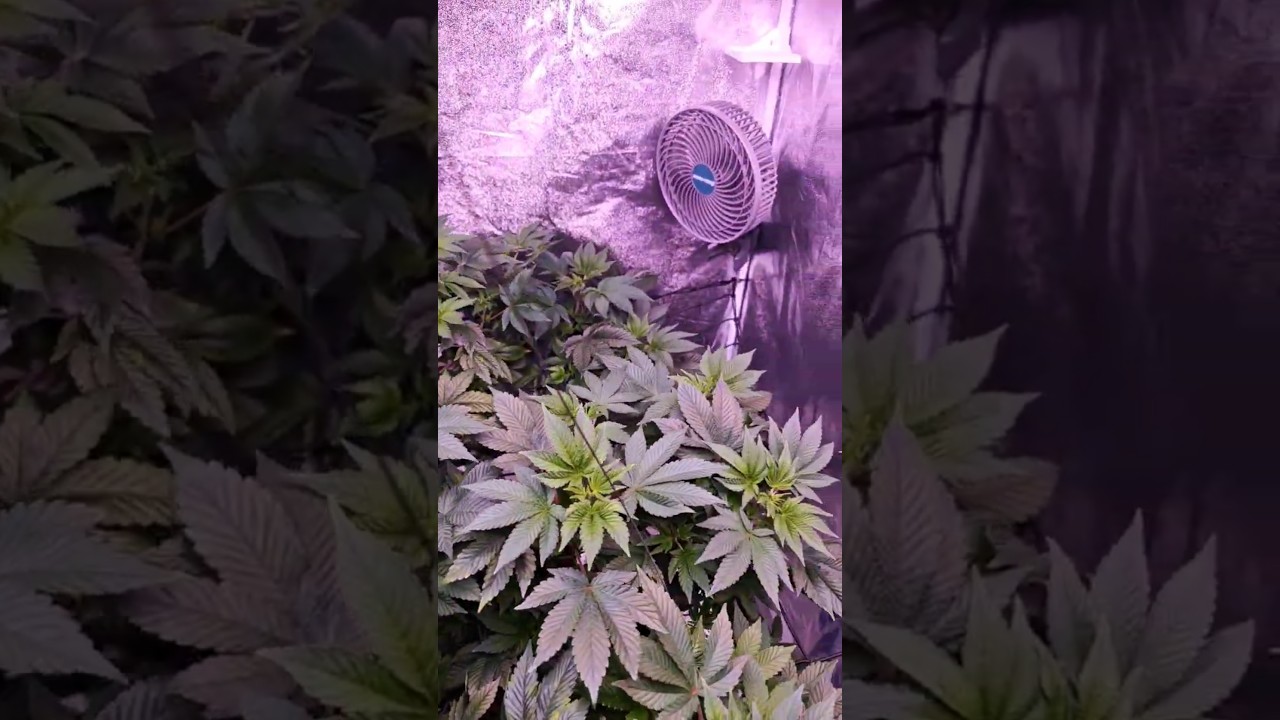 Die Pflanze w&auml;chst so schnell dank Hydroponic 💚🙏🏾