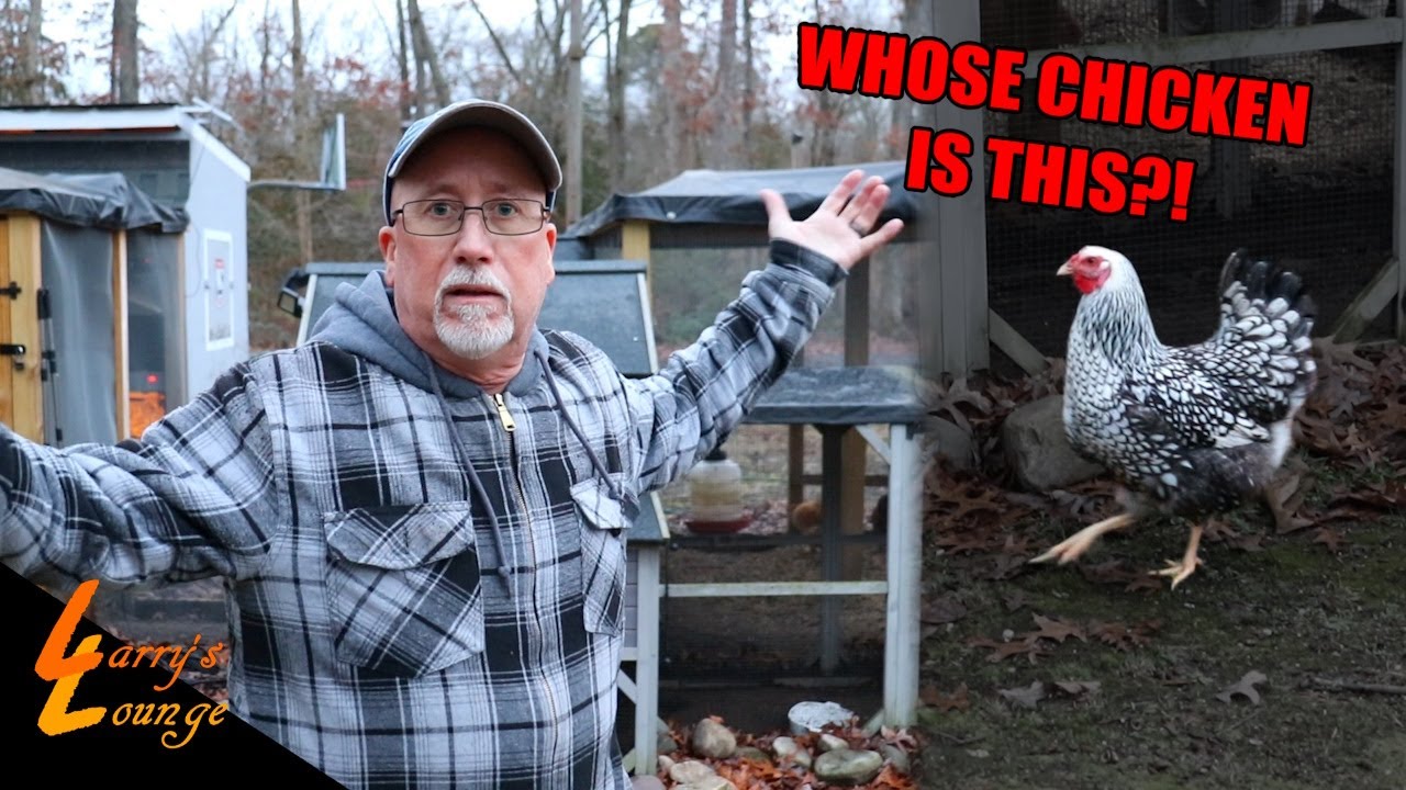 My Dad Got Another Chicken?!