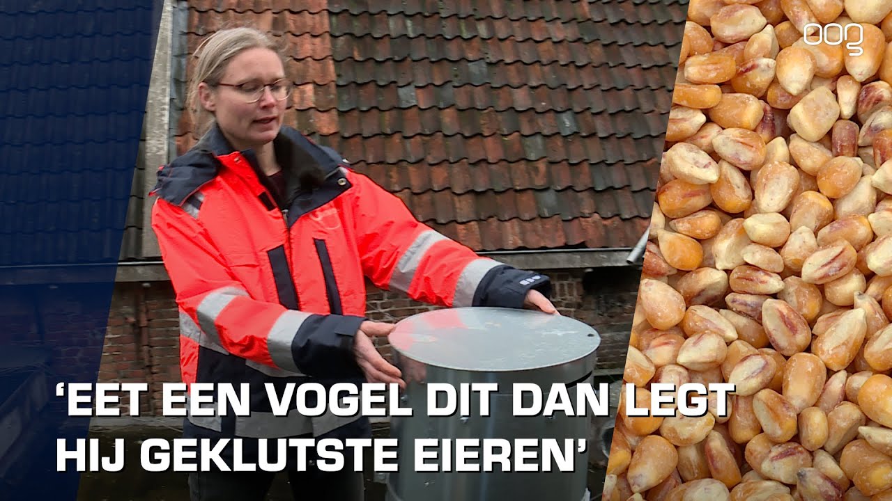 Anticonceptie voer moet voor minder duiven zorgen