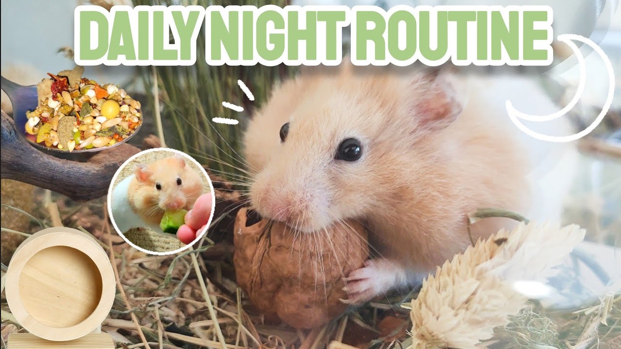 Hamster's Daily Night Routine! 🐹🌙 - Collab w/ @Fern the Syrian Hamster