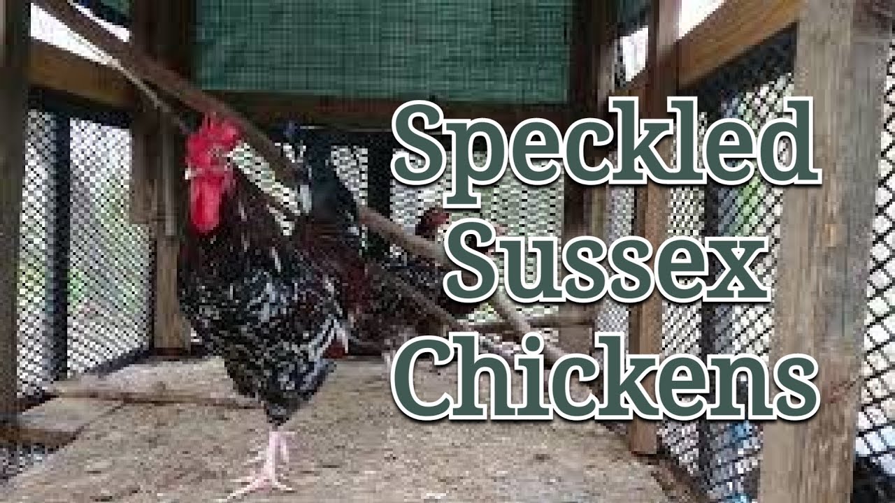 Raising Chickens Speckled Sussex