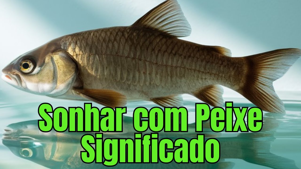 Sonhar Com Peixe Significado O Que Este Sonho Pode Estar Tentando Te Dizer