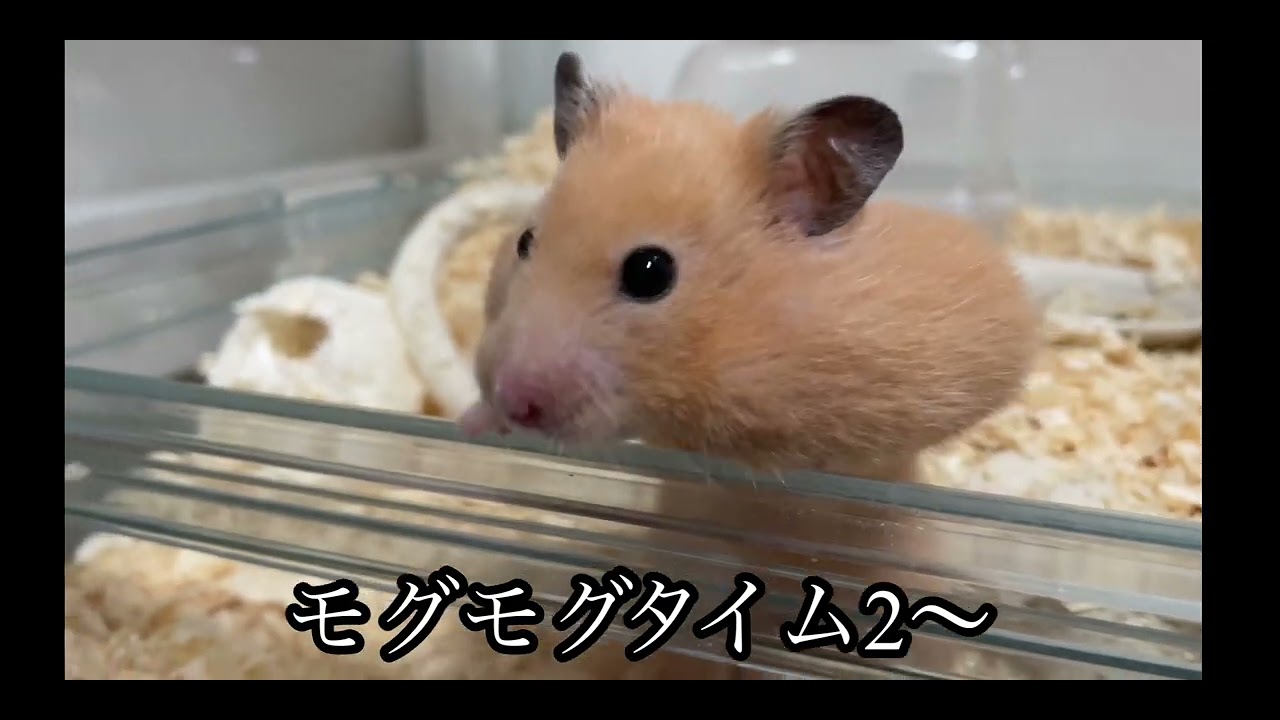 ハムちゃんの食べ放題‼️ 作業用、睡眠用　最後まで見てね！