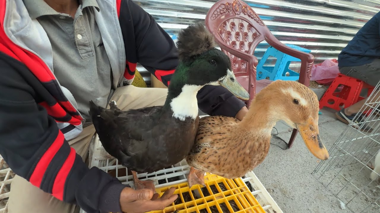 Wow el precio de estos patos 🦆 pequineses en el Tiangue 