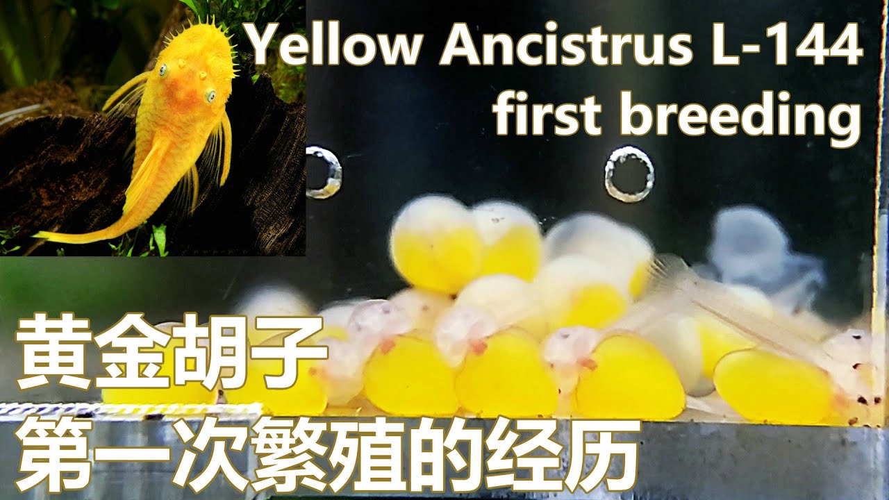 Yellow Ancistrus L-144 first breeding【快乐水族】黄金胡子：第一次繁殖的经历