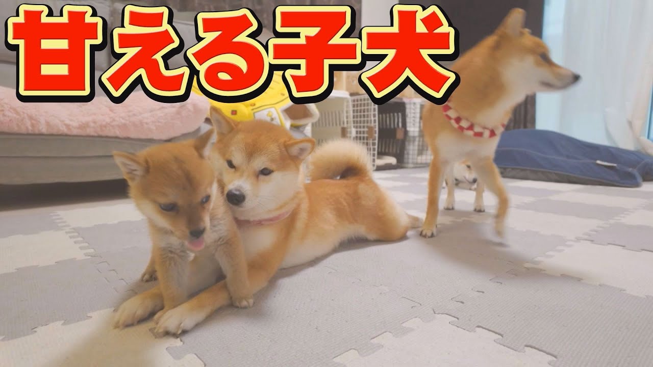 姉柴犬への愛が止まらない子犬の行動に、癒されました