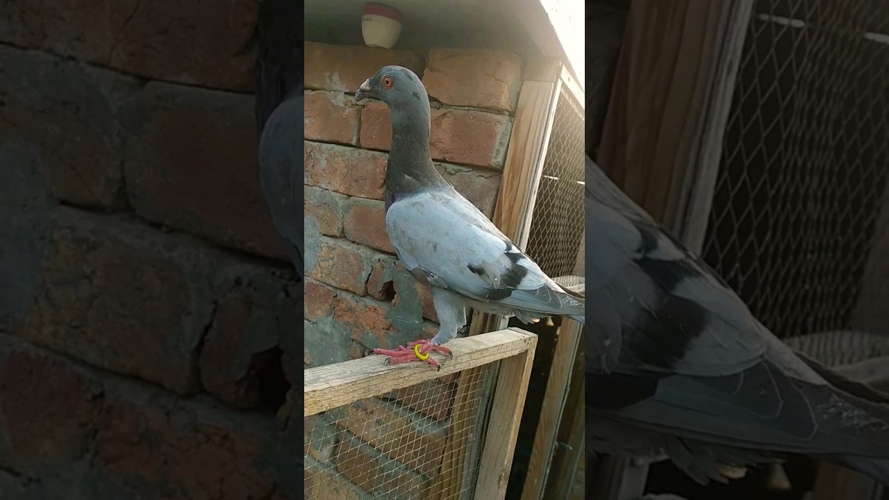 qasid racer pigeon short 😍 #pigeon #birds #animals #pets #attitude #pigeonbreed #kabootar #kabutar❤️