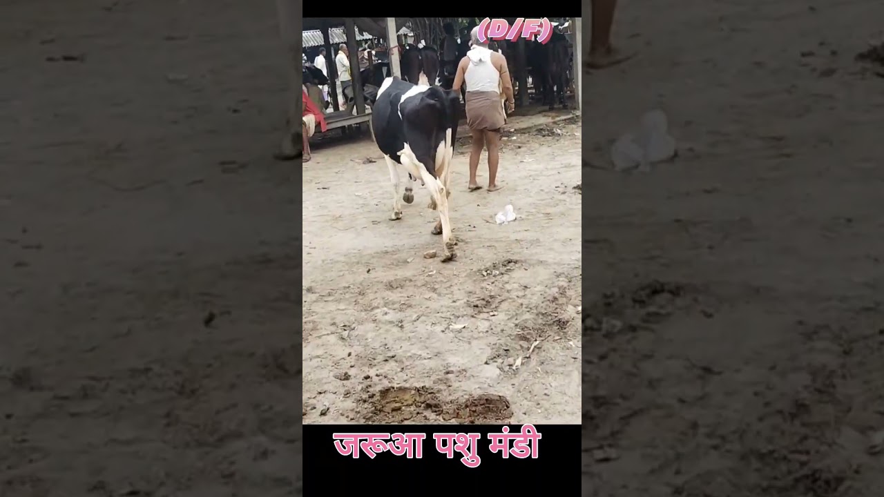 #dairyfarmidea #hfcow #animal #cowmandi #cow #cattlemarket #cattlemarket #biharpashumandi #dairy