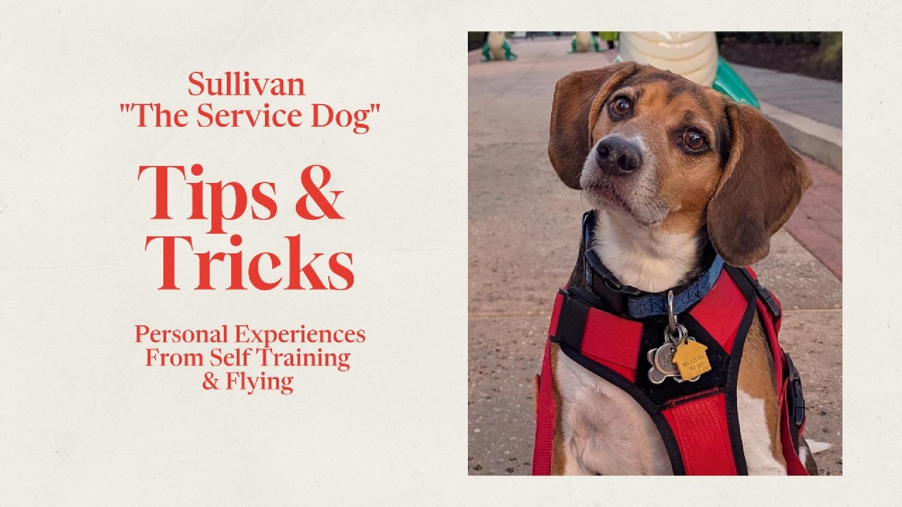 Our Self-Training Journey, Seizure Assistance Tips & Flying on Airplanes | Tips & Tricks