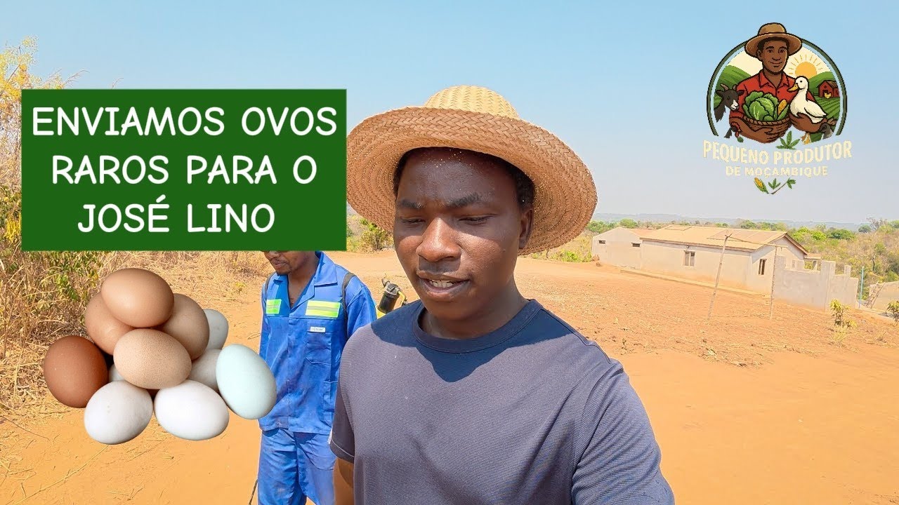 We sent rare eggs to Chimoio! These breeds will transform the Jos&eacute; Lino community 🐓🌾