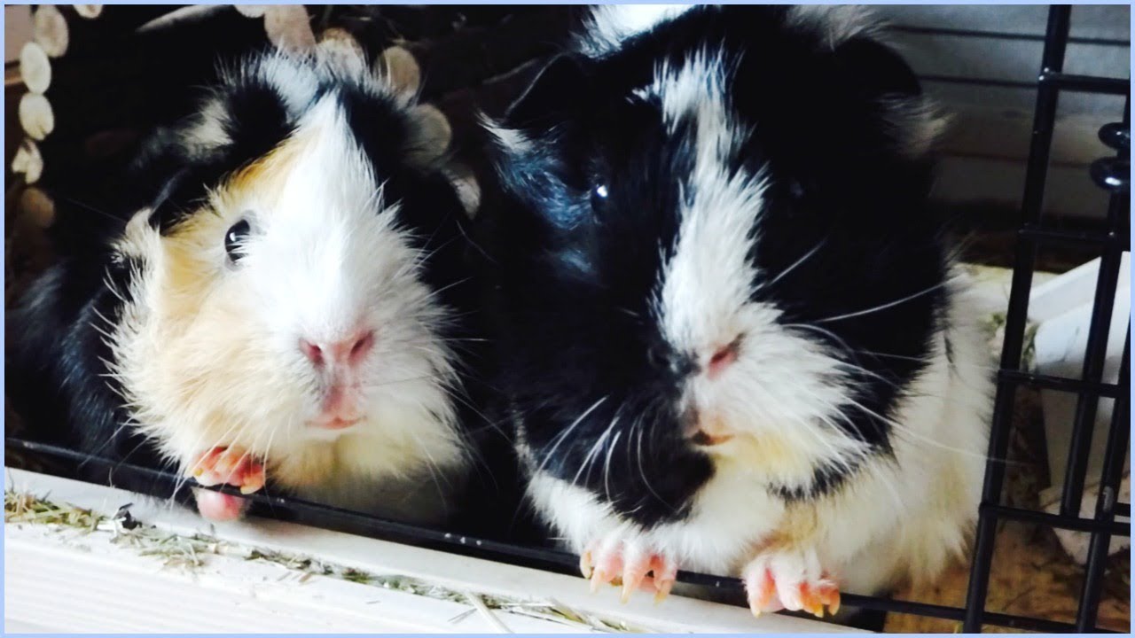 Wheek-ly Vlog 74: 2 New Guinea Pigs Stay with the Herd