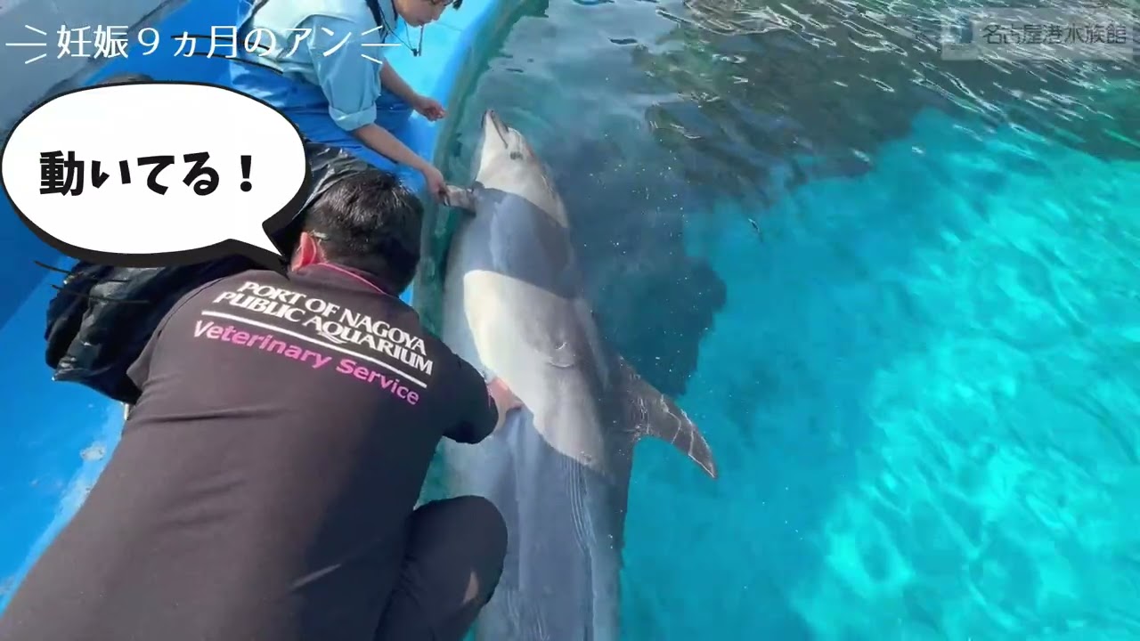 妊娠９ヵ月のアンの超音波検査　#名古屋港水族館
