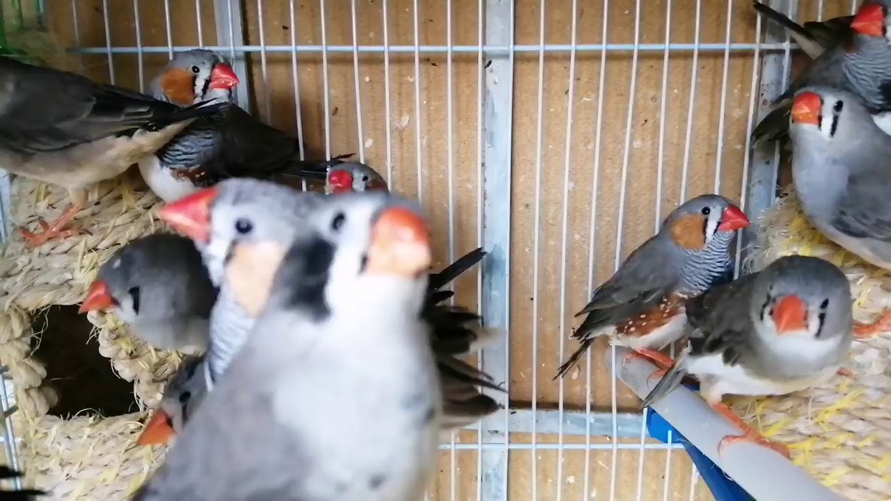 Singing and dancing birds Zebra Finches