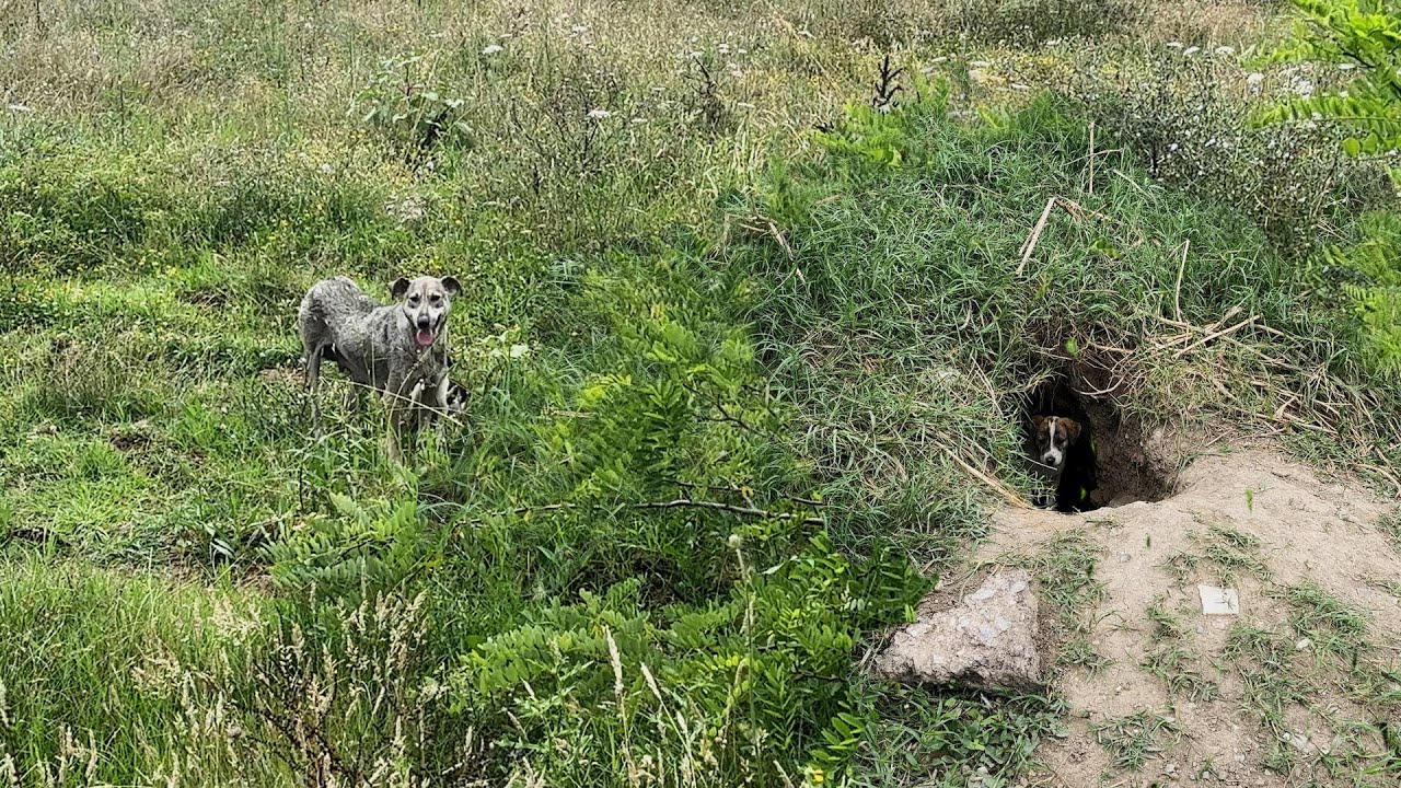 Anne Köpek Yedeklediğimiz Mamalarla Yaşattığı Bebeklerinin Yerini Gösterdi...