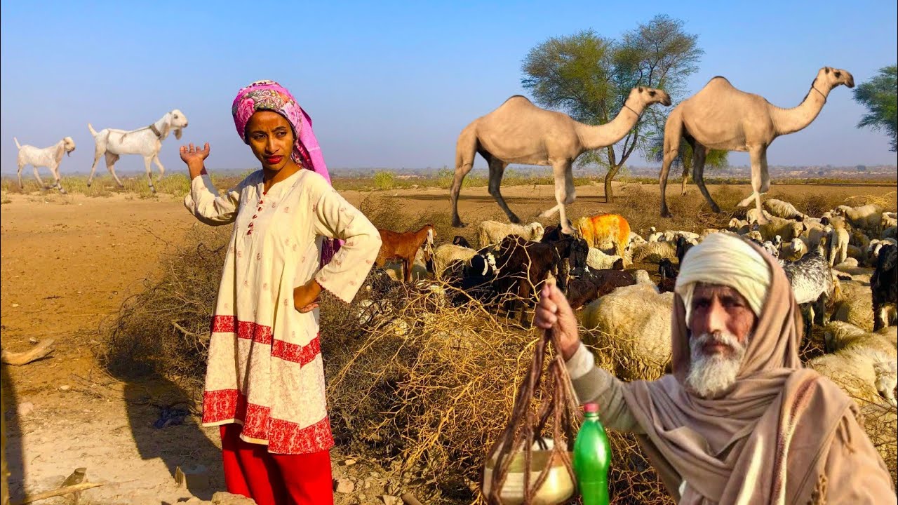 Pakistani Camel People LifeStyle In The Desert | Desert Women Morning Routine |Camle Milking on Iks