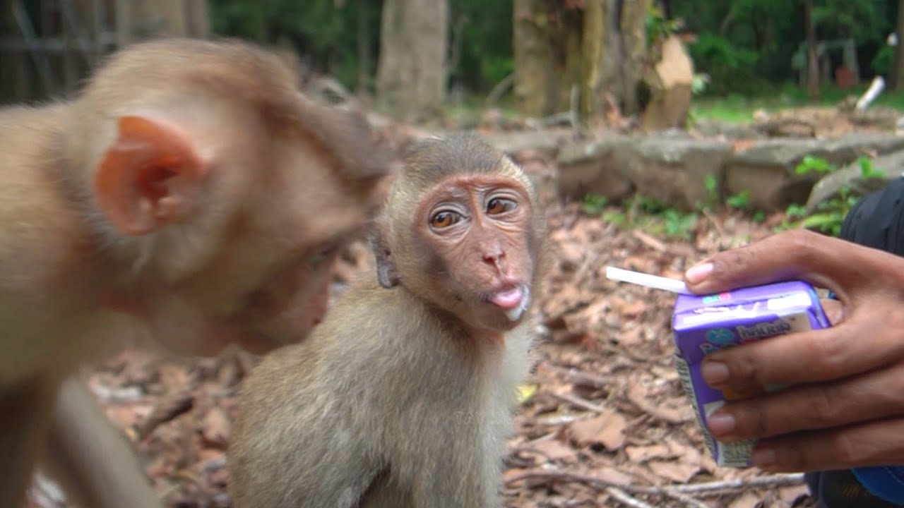 Pity the abandoned monkey. Sokha's right hand swelled & I helped feed her milk and rambutan banana💗🐒