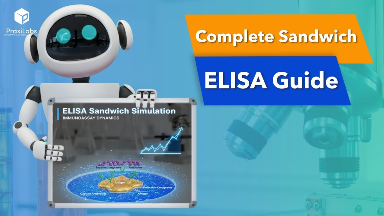 ELISA Sandwich Simulation - Immunology Virtual Lab l PraxiLabs