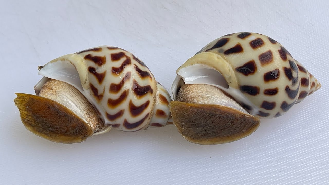 stir-fried sea snails with water spinach recipe // Asian chef