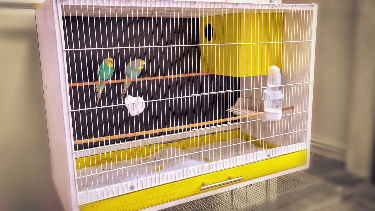 Breeding Cages For Birds | DIY Craft | Nesting