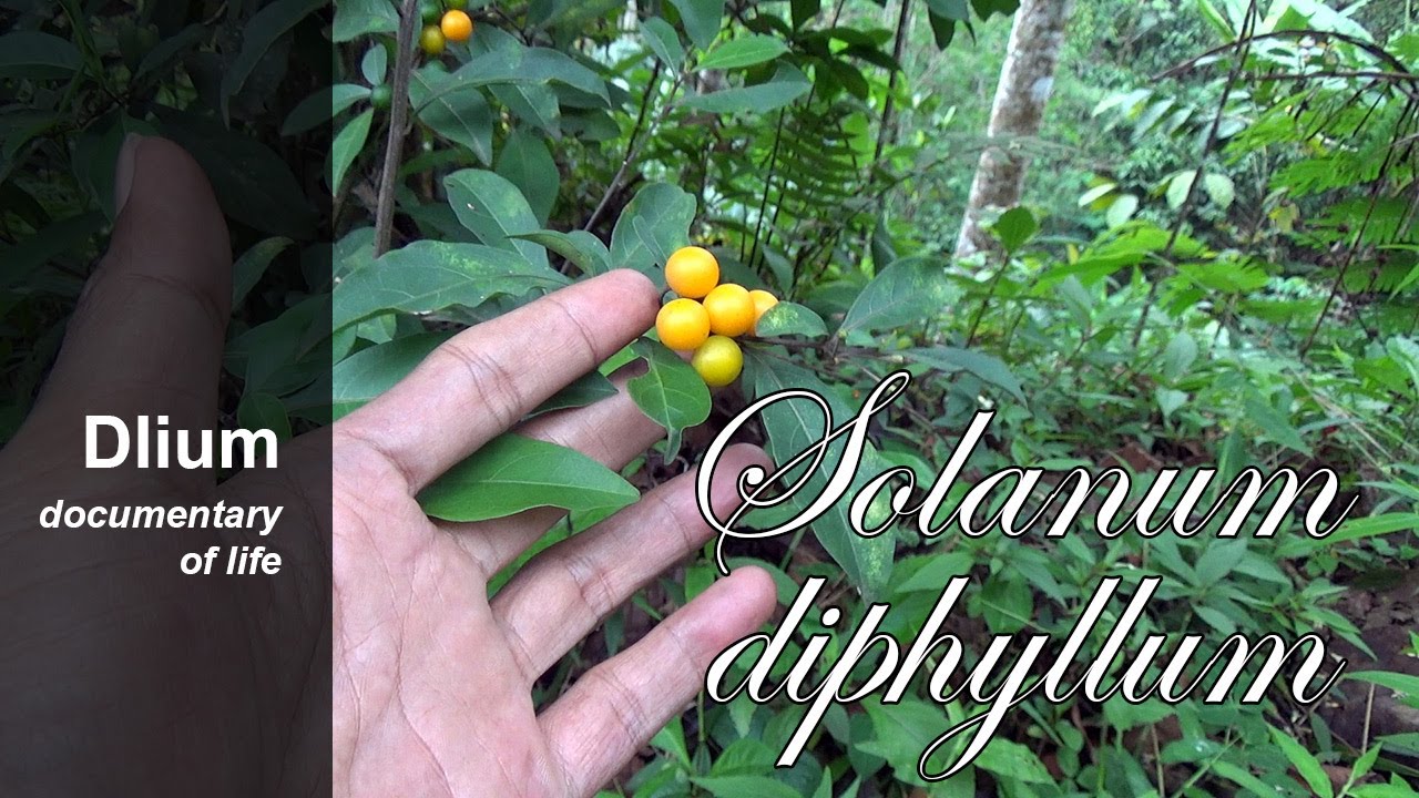 Паслён двулистный (Solanum diphyllum) - часть 1