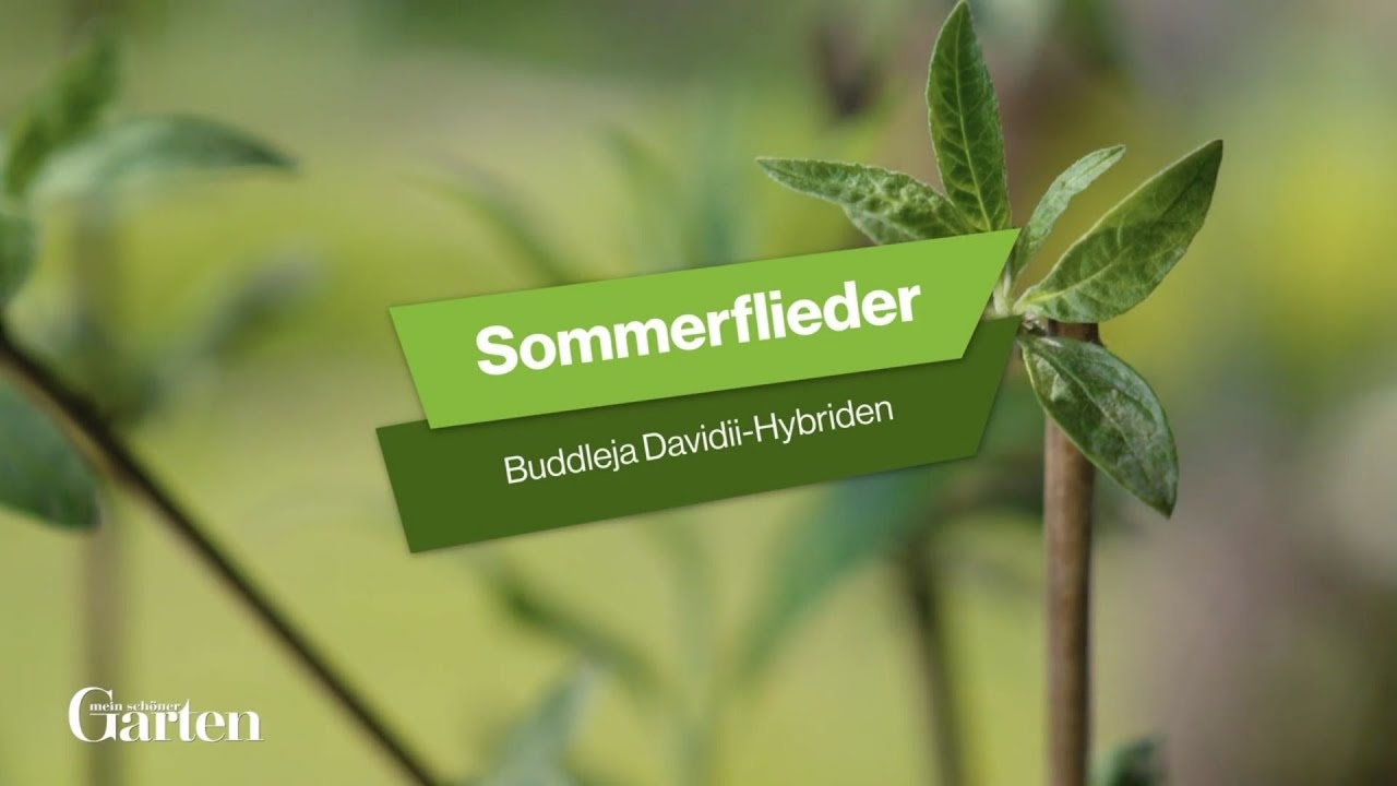 Sommerflieder: Tipps zur Pflanzung und Pflege
