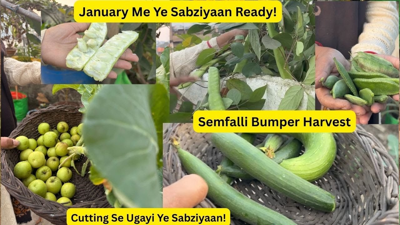 January Garden Update|Cutting Se Ugayi Sabziyaan|Semfalli Ki Bumper Harvesting|Full guide A-Z