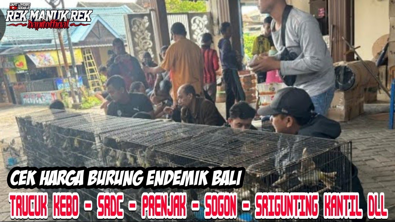 CEK HARGA BURUNG ENDEMIK BALI !!! TRUCUK KEBO - SRDC - PRENJAK - SOGON - SRIGUNTING KANTIL DLL