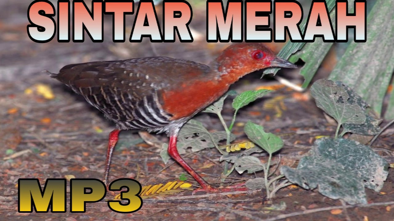 Suara Burung Sintar Merah | Burung Sintar Api | Sound Bird