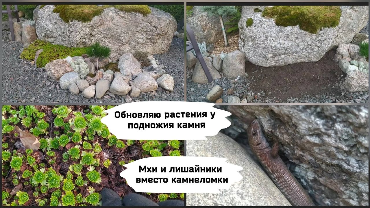 Обновляю растения у подножия камня. Мхи и лишайники вместо камнеломки.