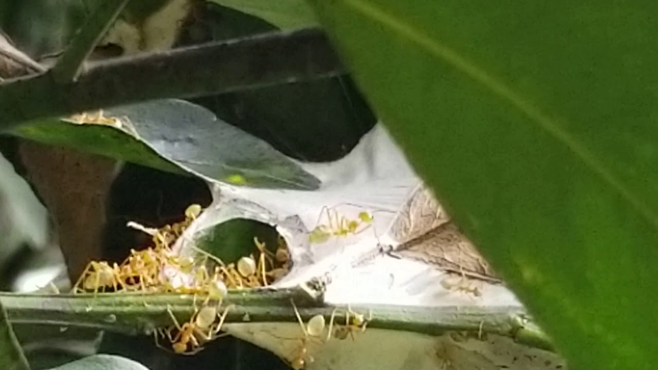 Ants in the Daintree Ice Cream Orchard