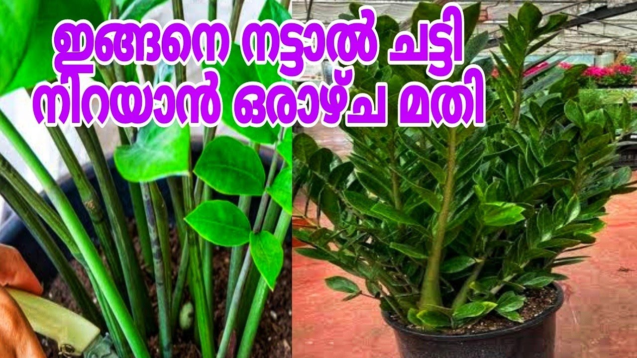 സിസി പ്ലാന്റ് തൈകൾ നിറയാൻ എളുപ്പവഴി / ZZ Plant Care Tips
