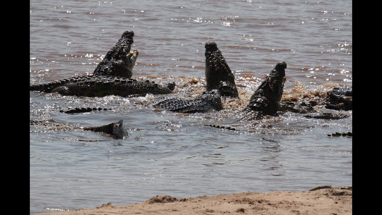 Mara River Crossing - Crocodile Attack
