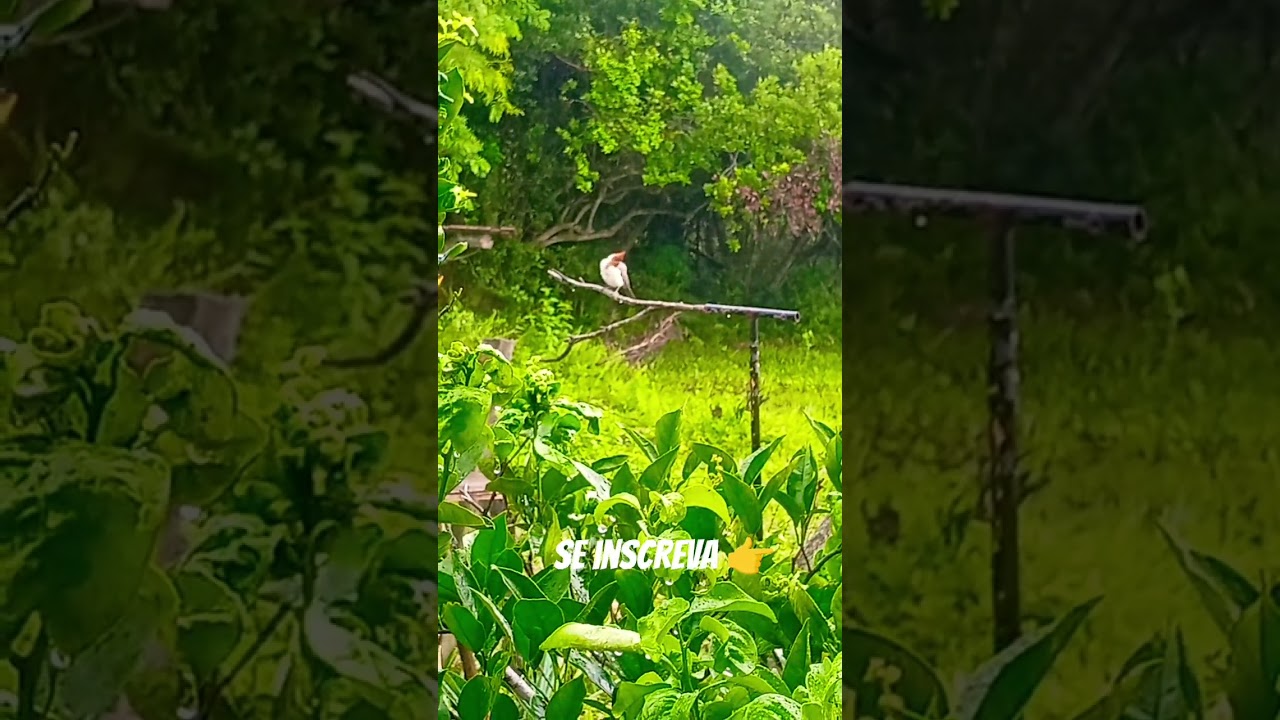 #aves