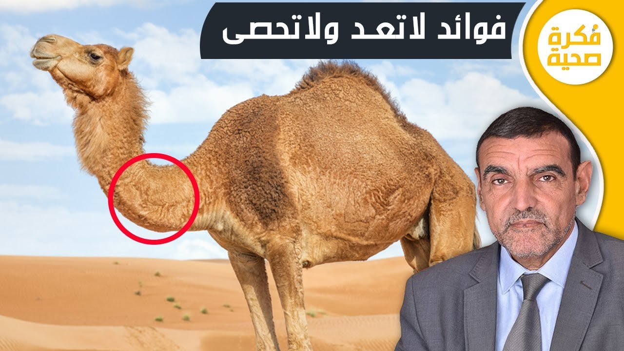 لحم الابل أو الجمل فوائد لاتعد ولاتحصى مع الدكتور محمد الفايد