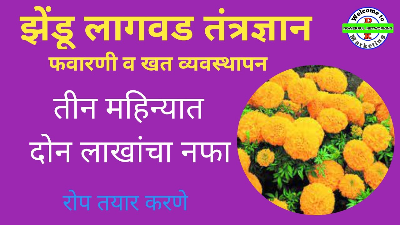 Zendu Lagwad#झेंडू लागवड तंत्रज्ञान