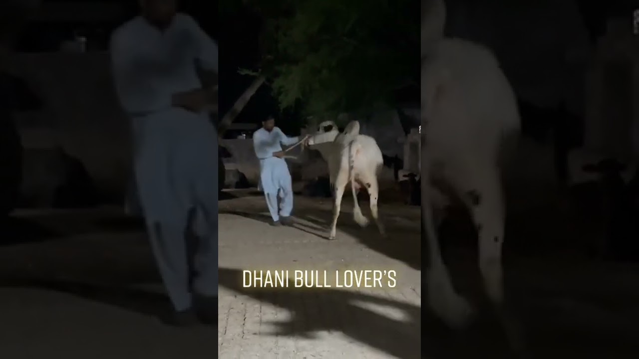 dhani bull lover ll 